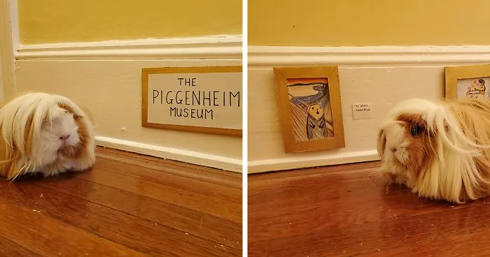I've Made A Fine Art Museum For My Guinea Pig, And She Seems To Have Enjoyed It