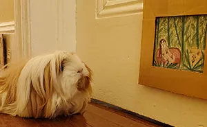 I've Made A Fine Art Museum For My Guinea Pig, And She Seems To Have Enjoyed It