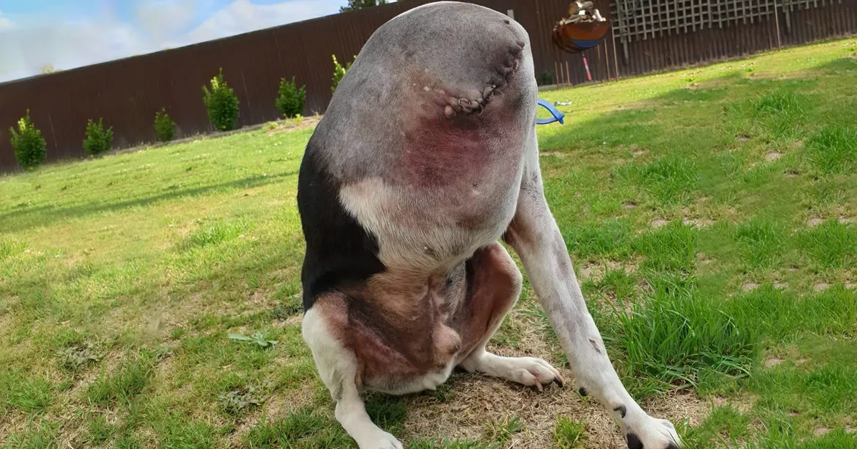La gente tiene problemas para entender la foto de este perro
