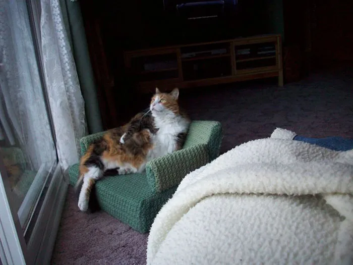 La gente usa su tiempo libre tejiendo a ganchillo pequeños sofás para sus gatos