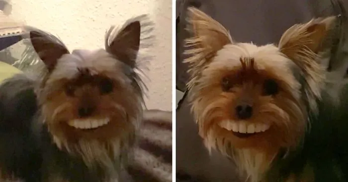 Dog Runs Off With Owner's Dentures, Owner Laughs Hysterically Once He Sees The Dog
