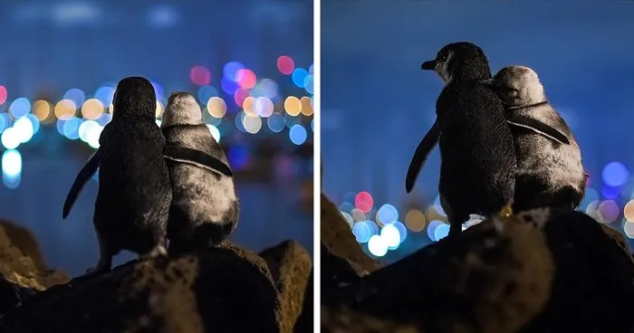 Este fotógrafo retrató a dos pingüinos enviudados mirando el horizonte de Melbourne juntos