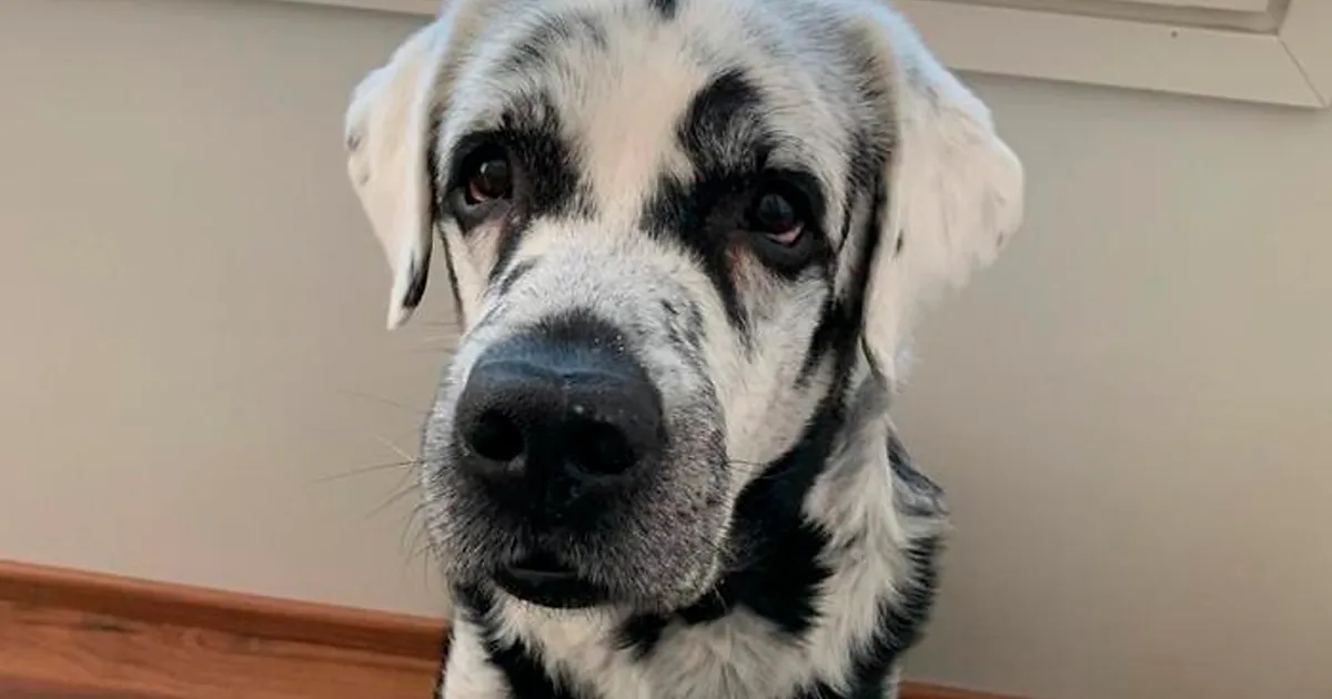 "Blaze es un labrador retriever negro puro, pero es algo distinto de los demás" (27 fotos)
