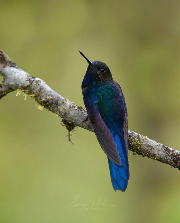 Royal Sunangel Hummingbird