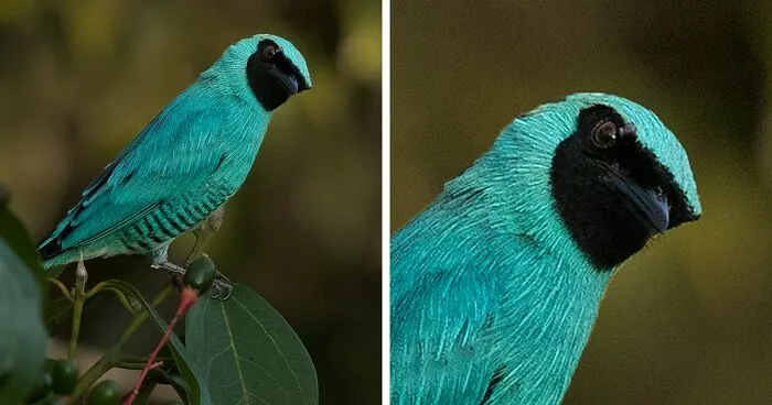 I Visited Peru And Here Are 31 Beautiful Birds That I Found