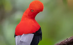 Let Me Show You In These 31 Pictures How Ecuador, Though Very Small, Hosts A Vast And Unique Array Of Exotic Wildlife