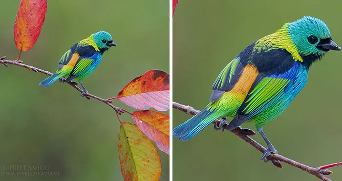 Brazilian Atlantic Forests Host A Diverse And Exotic Array Of Birds, Here's What I Got From There (34 Pics)