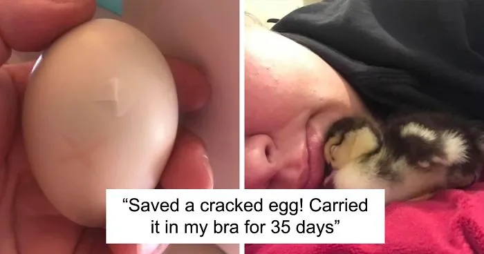 Kids Destroy Duck's Nest, Woman Saves Cracked Egg By Carrying It In Her Bra For 35 Days