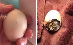 Kids Destroy Duck's Nest, Woman Saves Cracked Egg By Carrying It In Her Bra For 35 Days