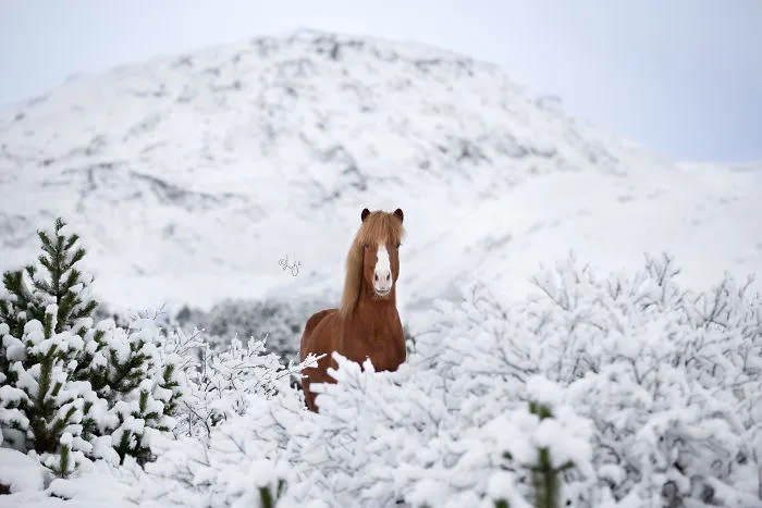 I Photograph Horses In Breathtaking Icelandic Landscapes (30 Pics)
