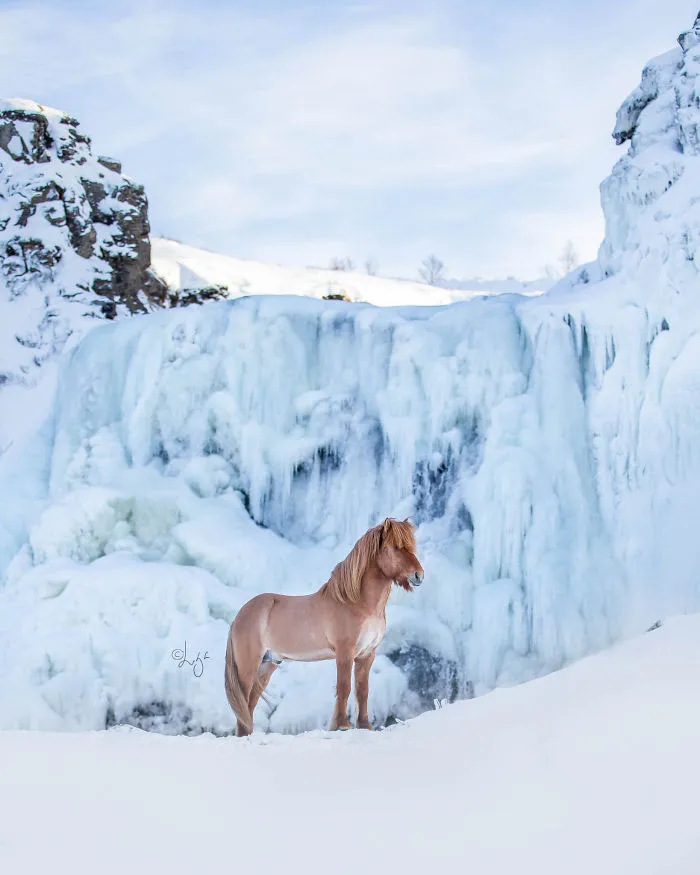 I Photograph Horses In Breathtaking Icelandic Landscapes (30 Pics)