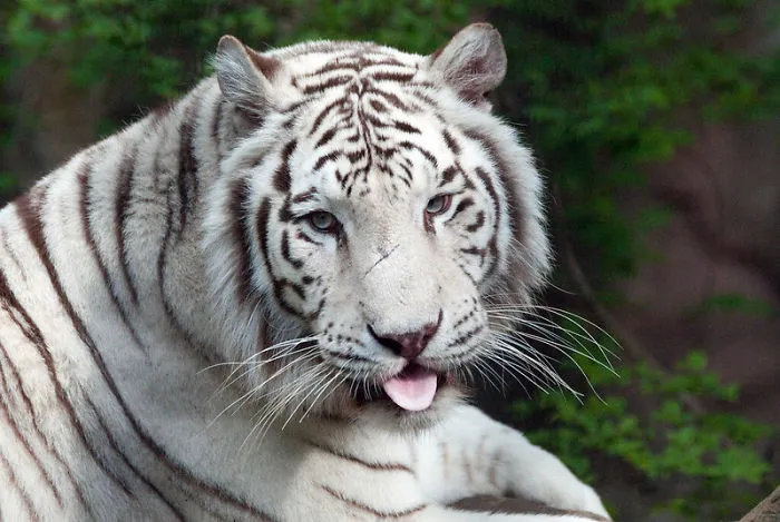 Zookeepers Share How Animals Are Reacting To The Lack Of Visitors