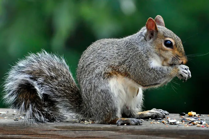 Zookeepers Share How Animals Are Reacting To The Lack Of Visitors