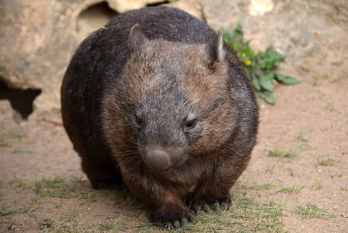Zookeepers Share How Animals Are Reacting To The Lack Of Visitors