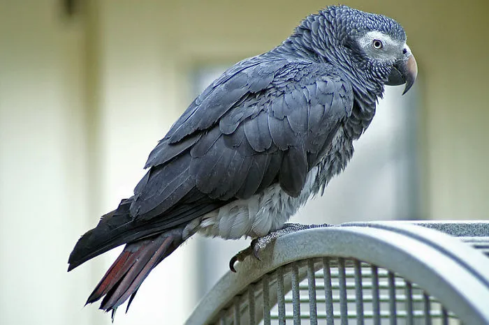 Zookeepers Share How Animals Are Reacting To The Lack Of Visitors