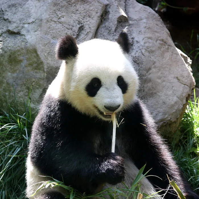 Zookeepers Share How Animals Are Reacting To The Lack Of Visitors