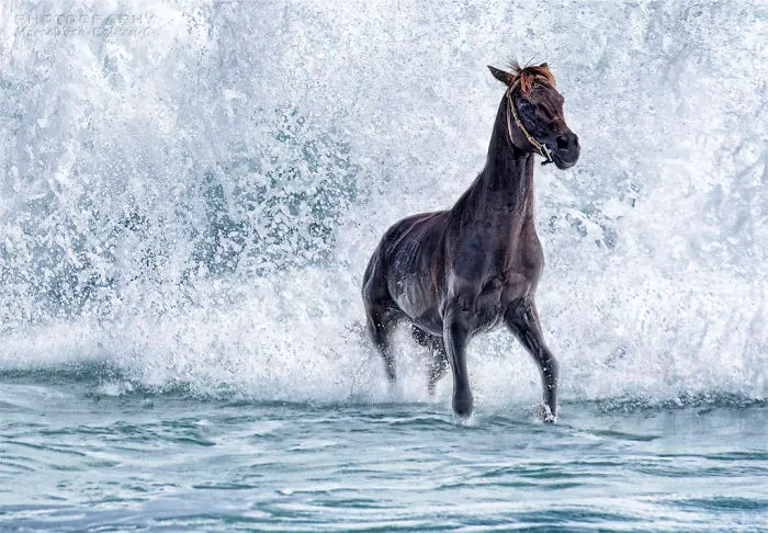 A Horse Would Like To Be A Seahorse