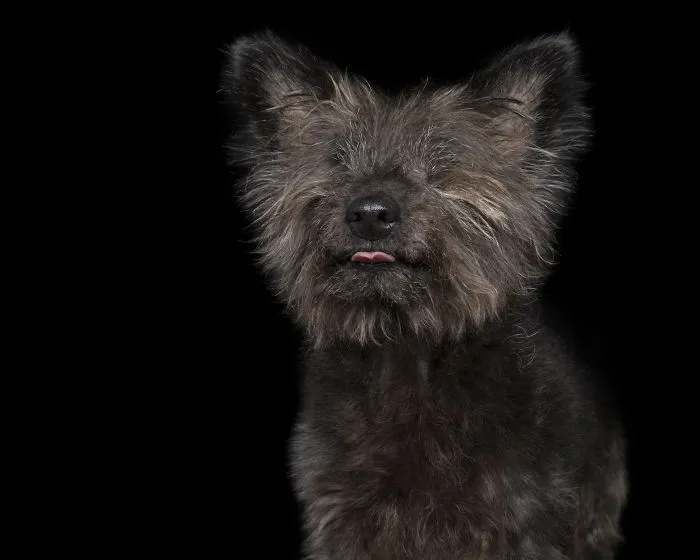 Clarey, Who Was Adopted From Safe Perth - It Was Then Discovered She Didn't Have Any Eyes