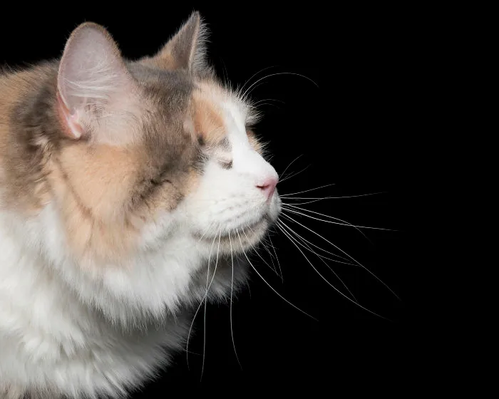 Peaches Were Adopted From Haart And Had Her Eye Removed When She Developed  Acute Glaucoma