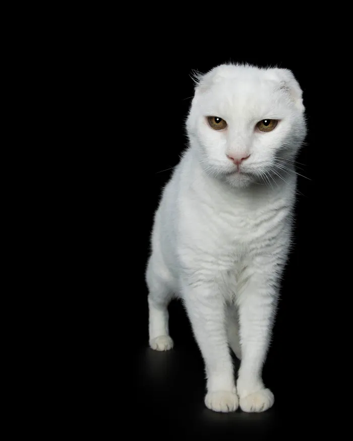 Beau Was Taken In As A Stray And Had The Tips Of His Ears Resected When He Developed Skin Cancer