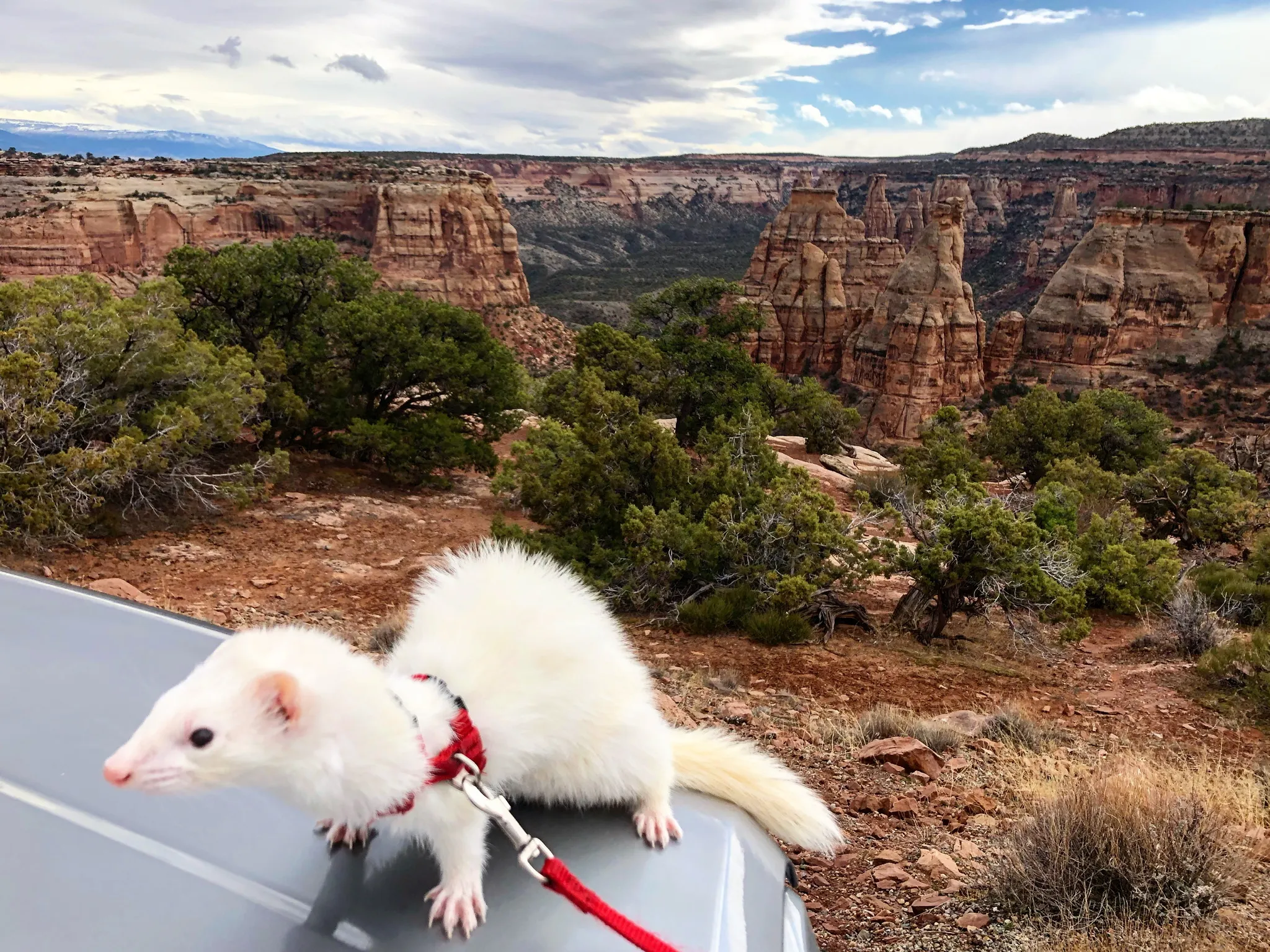 Oliver The Hiking Ferret