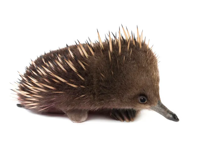 Randal The Echidna Was Taken In By Bonoring Wildlife Sanctuary When He Lost His Foot In A Dog Attack