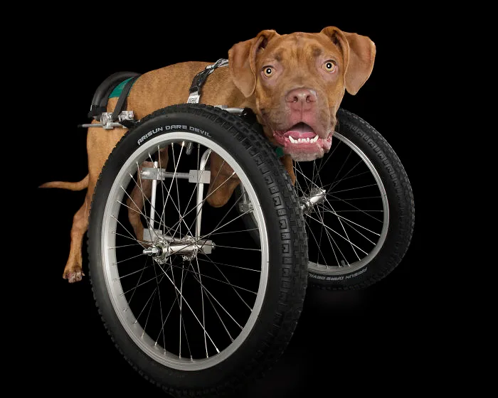 Jakk Was Dumped As A 1-Day Old Puppy. Several Of His Leg Bones Didn't Grow Properly. He Was Taken In By Wa Pet Project And Received A Custom Set Of Wheels
