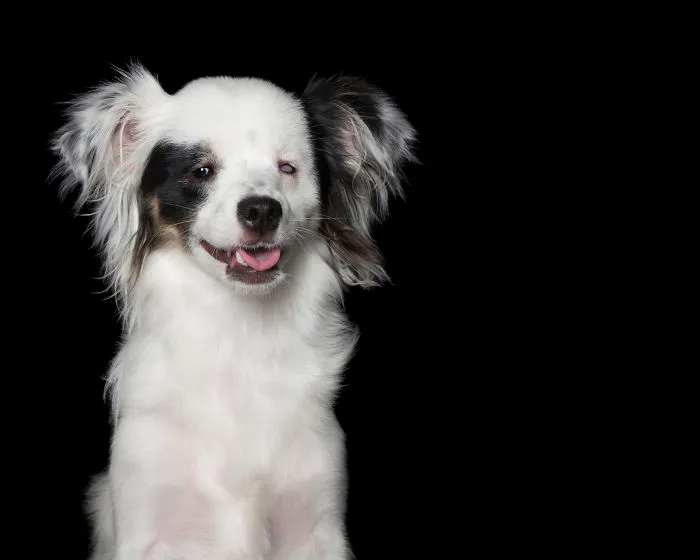 Angel Was Adopted Through Perth Chihuahua Rescue. She Is Blind In One Eye