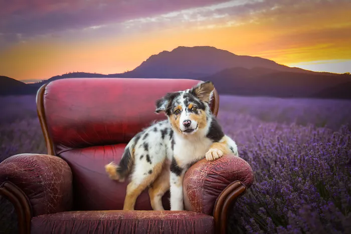 Every January, I Go To Blooming Lavender Fields In Tasmania To Take These Dreamy Photos Of Pets (100 Pics)