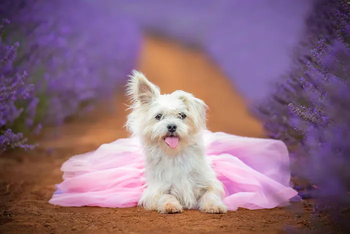 Every January, I Go To Blooming Lavender Fields In Tasmania To Take These Dreamy Photos Of Pets (100 Pics)