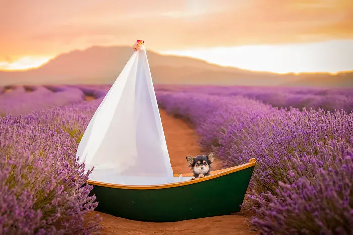 Every January, I Go To Blooming Lavender Fields In Tasmania To Take These Dreamy Photos Of Pets (100 Pics)
