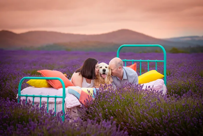 Every January, I Go To Blooming Lavender Fields In Tasmania To Take These Dreamy Photos Of Pets (100 Pics)