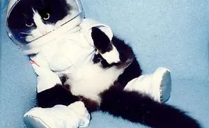 Sylvester