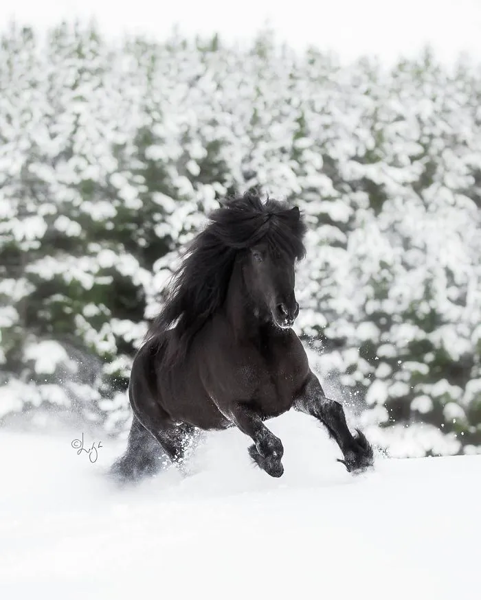 I Photograph Horses In Breathtaking Icelandic Landscapes (30 Pics)