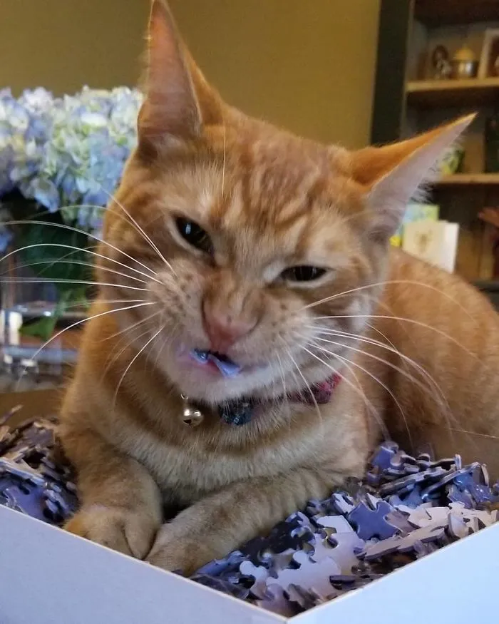 Oh, You Wanted To Start A Puzzle? I Don't Think So