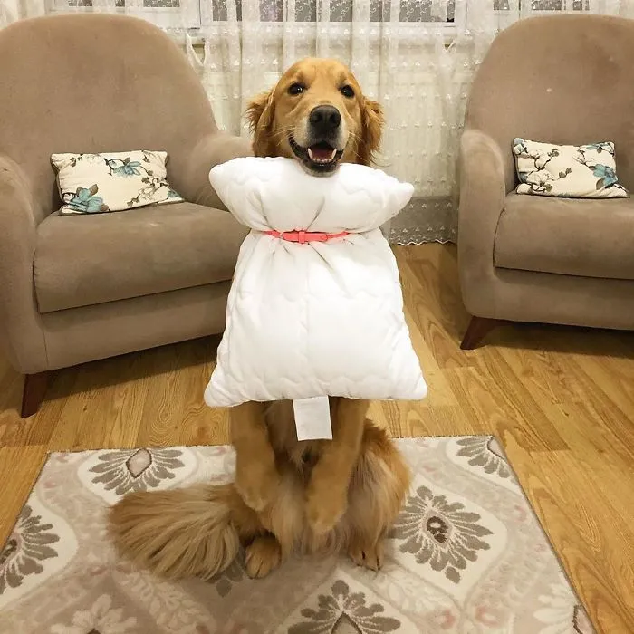 People Are So Bored They Started A Pillow-Wearing Challenge And Here Are The Best Pics (60 Pics)