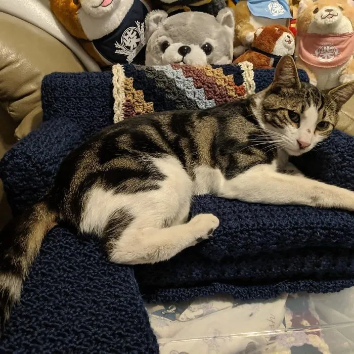 La gente usa su tiempo libre tejiendo a ganchillo pequeños sofás para sus gatos