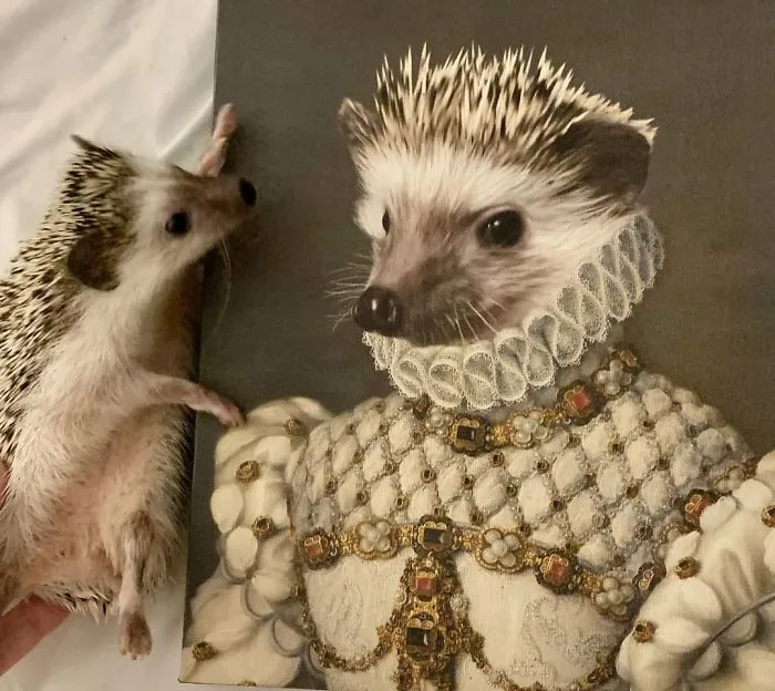 30 Pets With Royal Portraits They Deserve Made By Crown & Paw (New Pics)