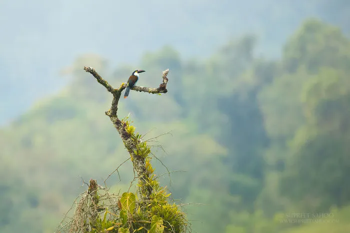 Black-Billed Mountain Toucan