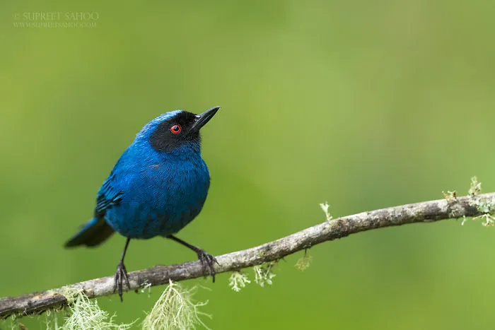 Masked Flowerpiercer