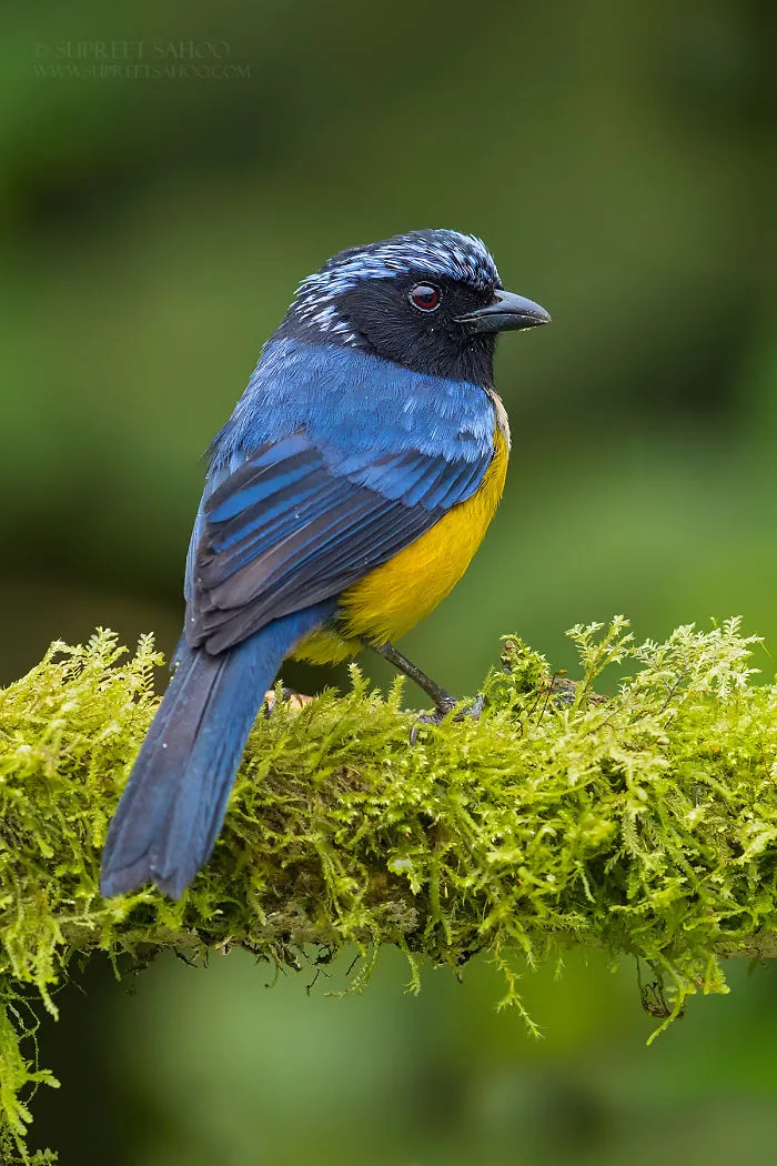 Buff-Breasted Tanager