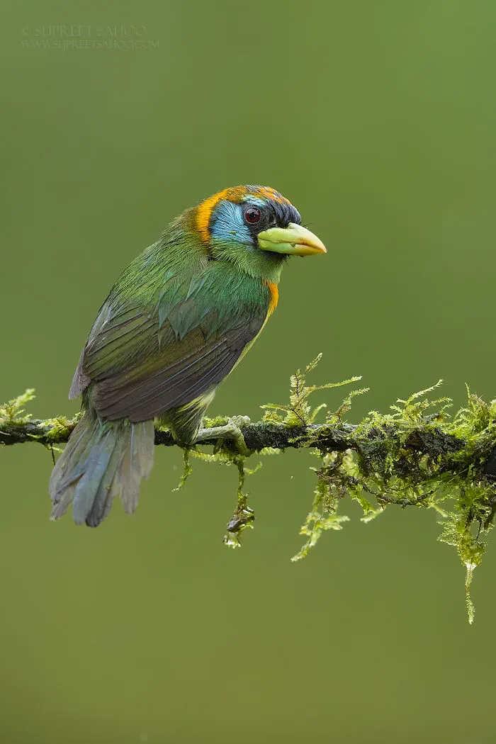 Red-Headed Barbet  (Female)