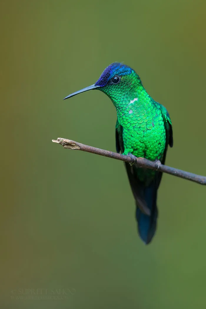 Violet-Capped Woodnymph
