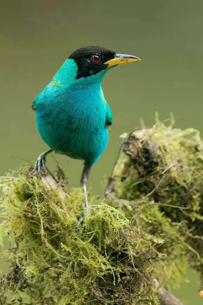 Green Honeycreeper