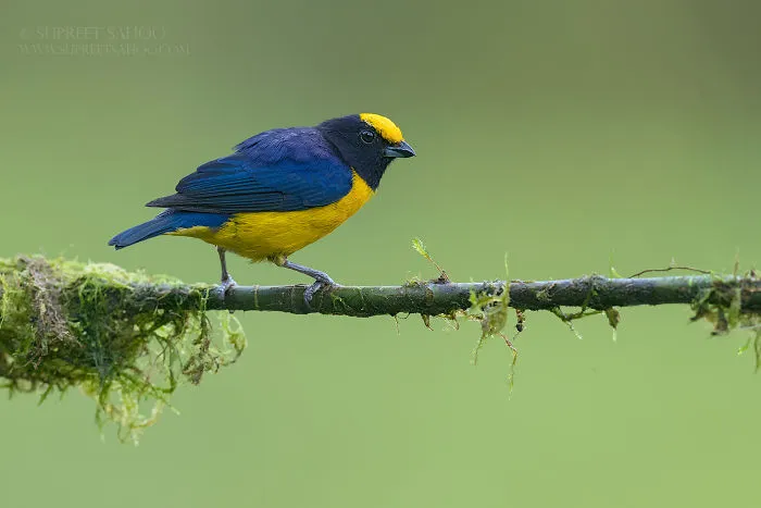 Orange-Bellied Euphonia