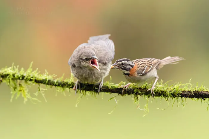 Rufous-Collared Sparrow (R) & Bronzed Cowbird (L)