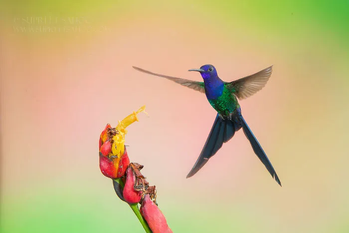 Swallow-Tailed Hymmingbird