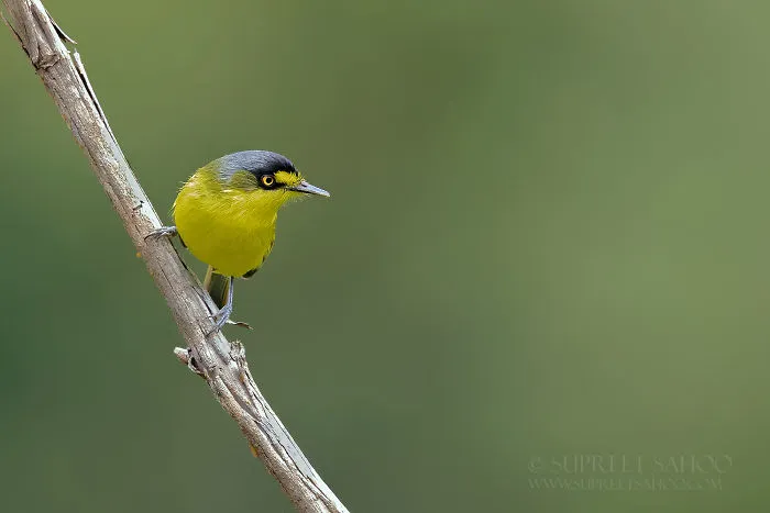 Common Tody-Flycatcher