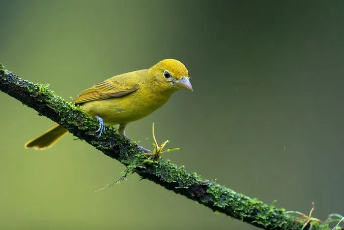 Summer Tanager (Female)
