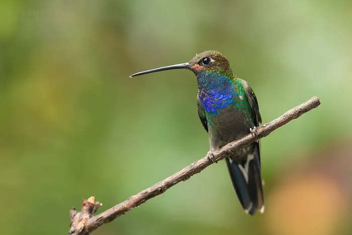 White-Tailed Hillstar